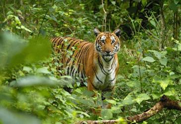 Terjemahan: Pernyataan Keprihatinan Ahli Biologi Harimau